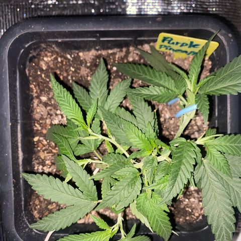 Purple pine apple growlog timeline photo
