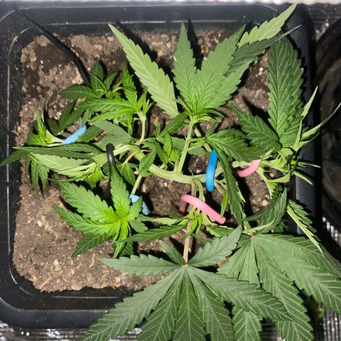 Straw berry temple growlog timeline photo