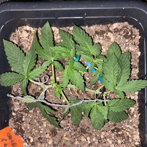 Cherry Cosmo growlog timeline photo