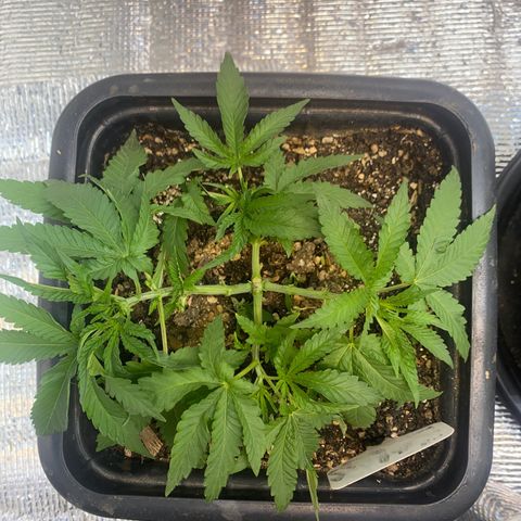 Cherry Cosmo growlog timeline photo