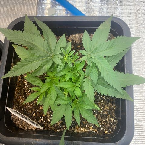 Cherry Cosmo growlog timeline photo