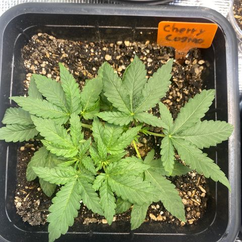 Cherry Cosmo growlog timeline photo