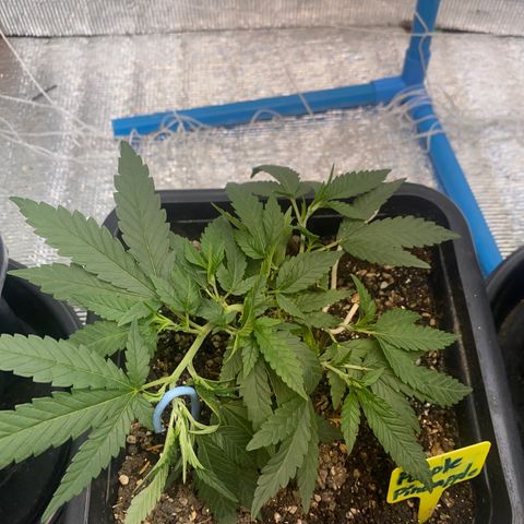 Purple pine apple growlog timeline photo