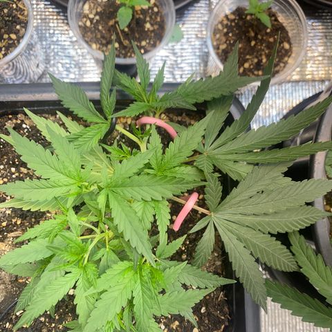 Straw berry temple growlog timeline photo