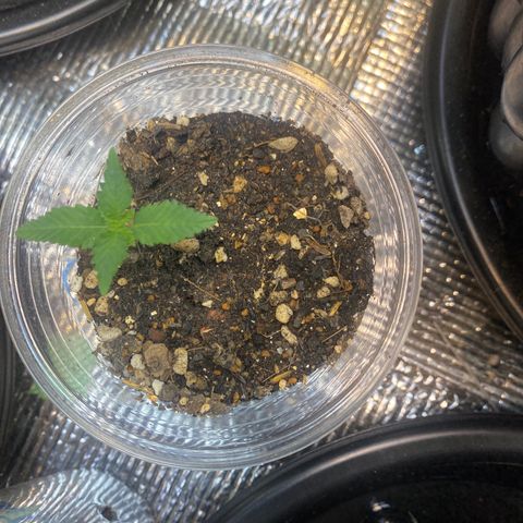 Strawberry Banana growlog timeline photo