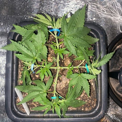 Cherry Cosmo growlog timeline photo