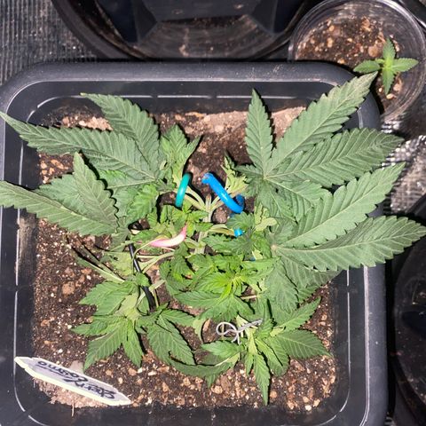 Cherry Cosmo growlog timeline photo