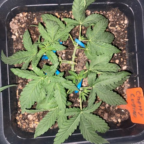 Cherry Cosmo growlog timeline photo