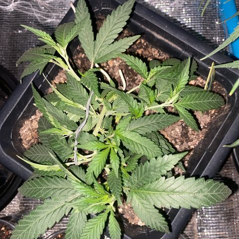 Purple pine apple growlog timeline photo