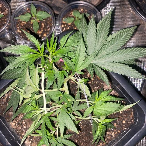 Straw berry temple growlog timeline photo