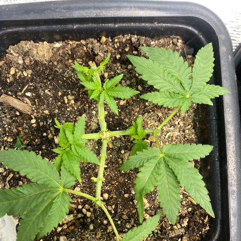 Cherry Cosmo growlog timeline photo