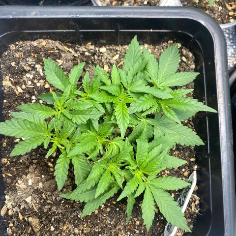 Cherry Cosmo growlog timeline photo