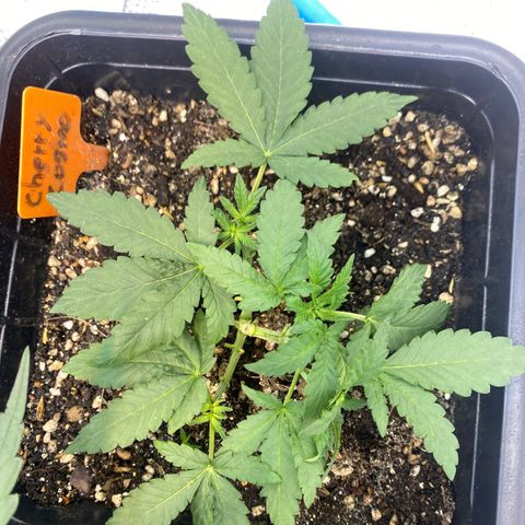 Cherry Cosmo growlog timeline photo