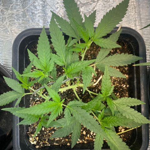 Purple pine apple growlog timeline photo
