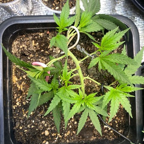Straw berry temple growlog timeline photo
