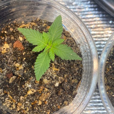 Strawberry Banana growlog timeline photo