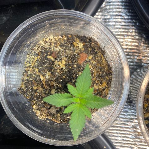 Strawberry Banana growlog timeline photo