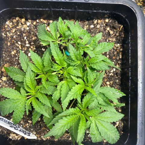 Cherry Cosmo growlog timeline photo
