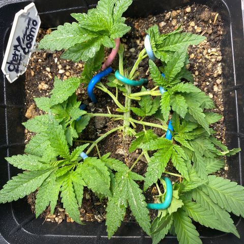 Cherry Cosmo growlog timeline photo