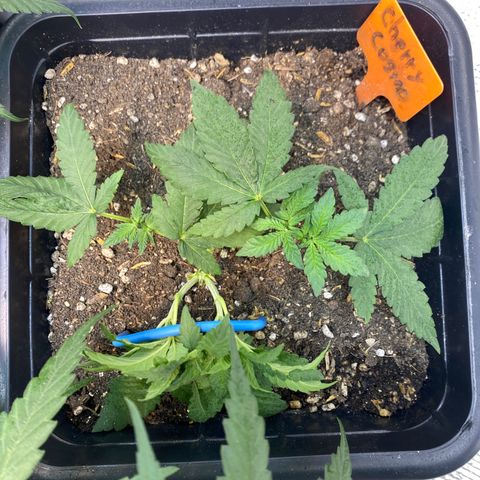 Cherry Cosmo growlog timeline photo