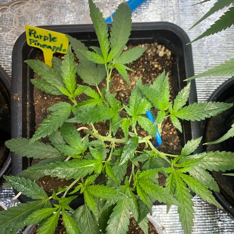 Purple pine apple growlog timeline photo