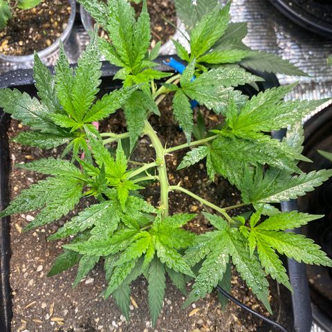 Straw berry temple growlog timeline photo