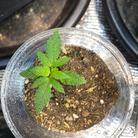 Strawberry Banana growlog timeline photo