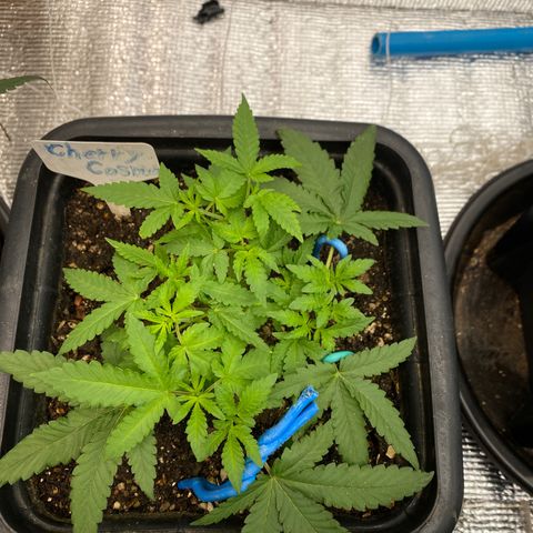 Cherry Cosmo growlog timeline photo