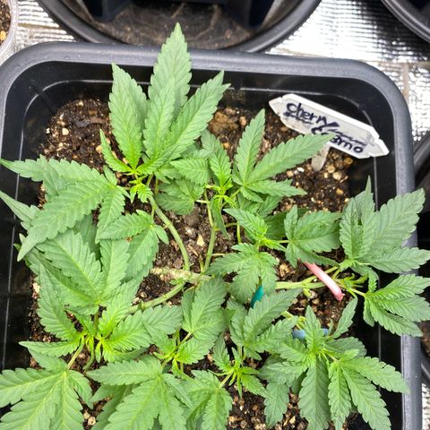 Cherry Cosmo growlog timeline photo