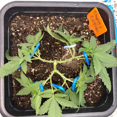 Cherry Cosmo growlog timeline photo