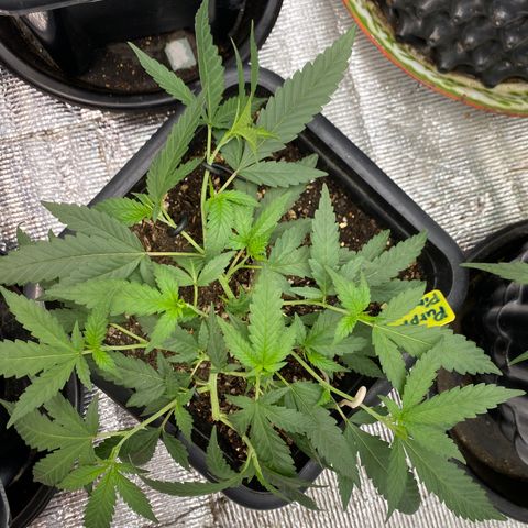 Purple pine apple growlog timeline photo