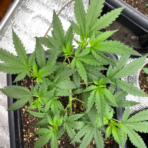 Straw berry temple growlog timeline photo