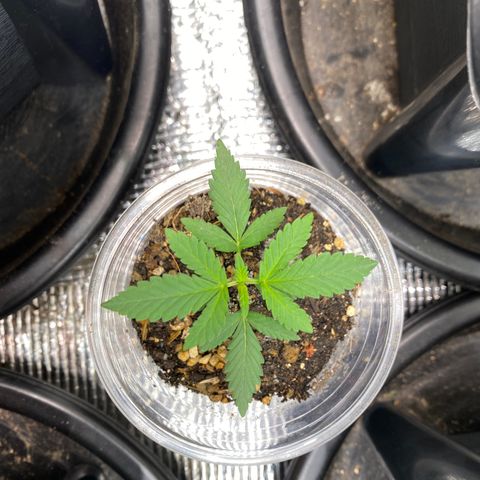 Strawberry Banana growlog timeline photo