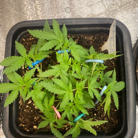 Cherry Cosmo growlog timeline photo
