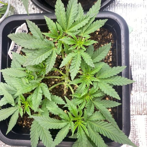 Cherry Cosmo growlog timeline photo
