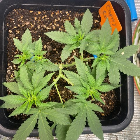 Cherry Cosmo growlog timeline photo