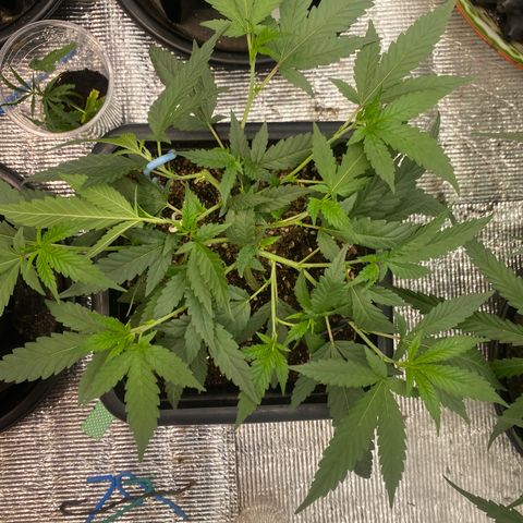 Purple pine apple growlog timeline photo