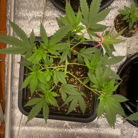 Straw berry temple growlog timeline photo