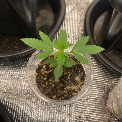 Strawberry Banana growlog timeline photo