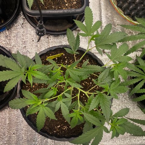Purple pine apple growlog timeline photo