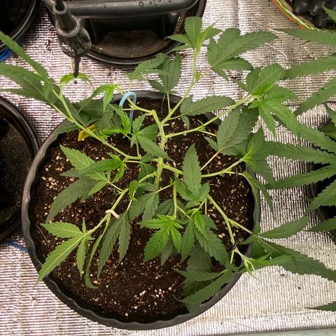 Purple pine apple growlog timeline photo