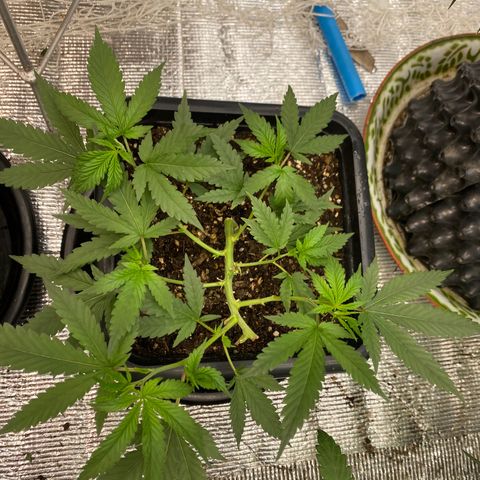 Straw berry temple growlog timeline photo