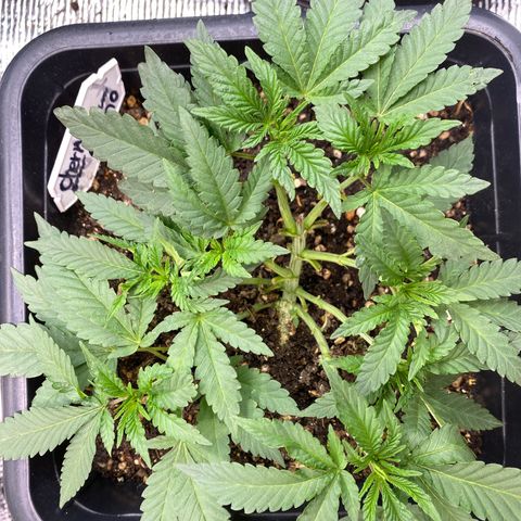 Cherry Cosmo growlog timeline photo