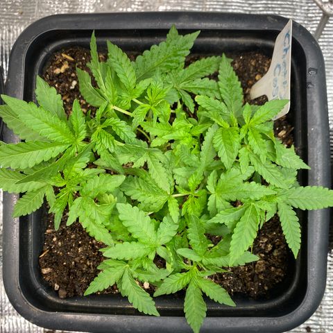 Cherry Cosmo growlog timeline photo