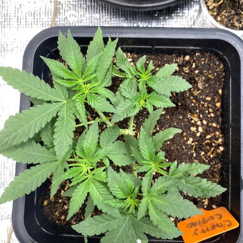 Cherry Cosmo growlog timeline photo