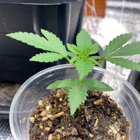 Strawberry Banana growlog timeline photo
