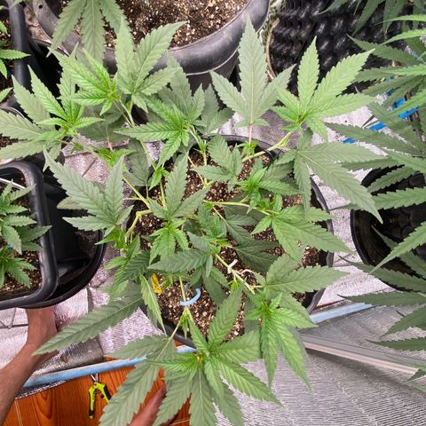 Purple pine apple growlog timeline photo