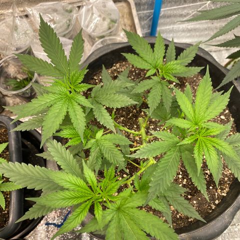 Straw berry temple growlog timeline photo