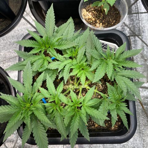 Cherry Cosmo growlog timeline photo