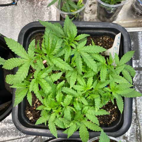 Cherry Cosmo growlog timeline photo